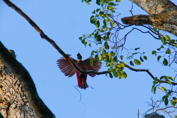 A bird from heaven, Cendrawasih!