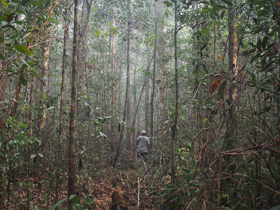 Hutan Taman Nasional Sebangau