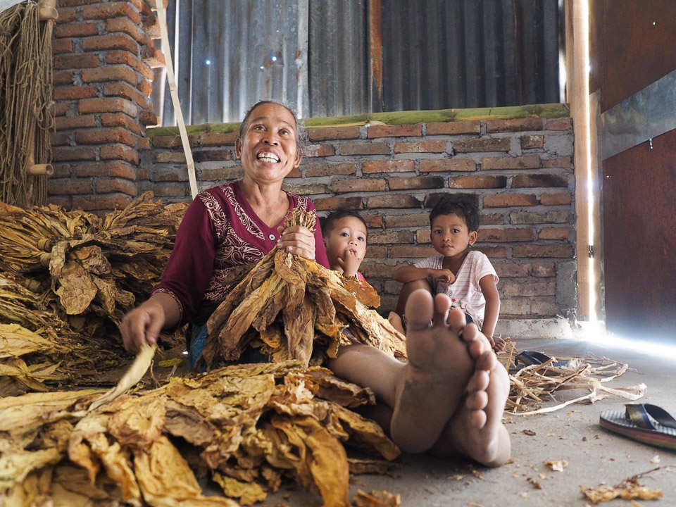 perkebunan tembakau di lombok